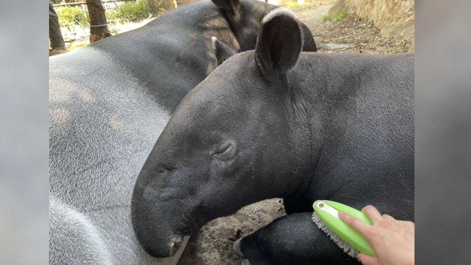 矢口稱英雄個性溫和，喜歡刷毛。（圖／翻攝自橫濱動物園Zoorasia官網）