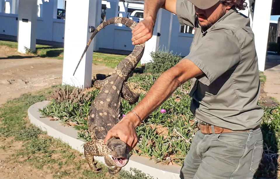 South African safari park ranger finds a huge rock monitor lizard in her car engine.