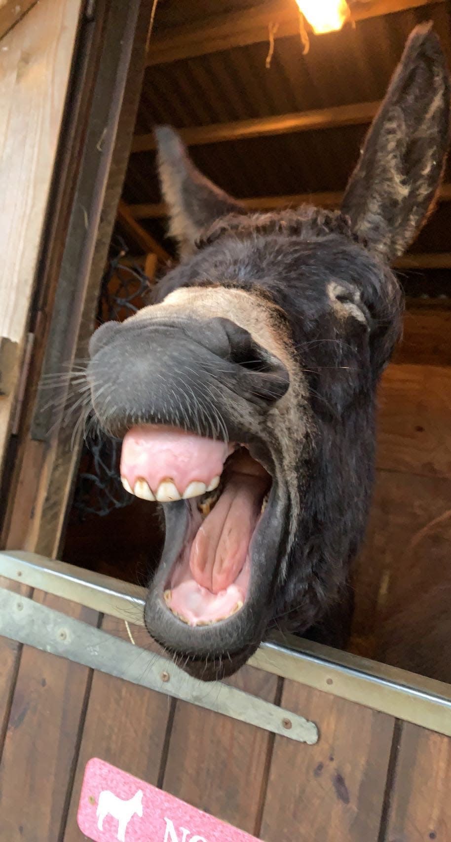 A donkey yawns