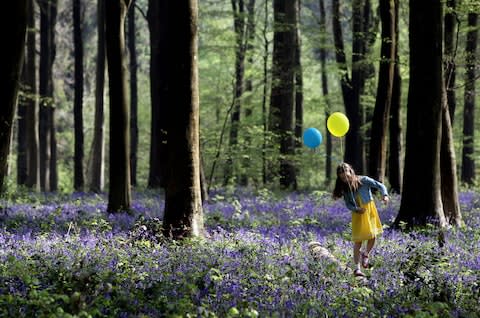 There’s something magical about a family walk in the woods that does us all good - Credit: AFP/ADRIAN DENNIS