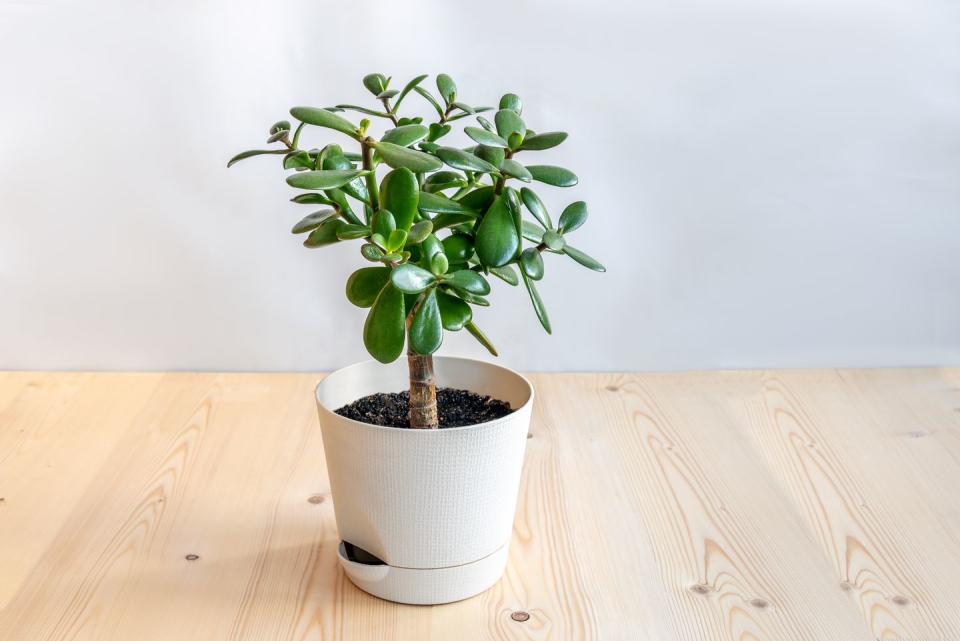 Jade Plant