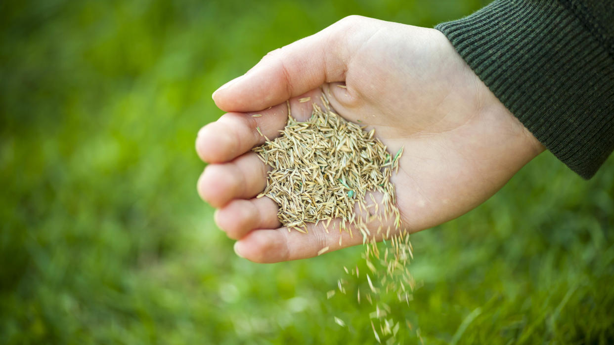  A hand spreading grass seed on a lawn. 