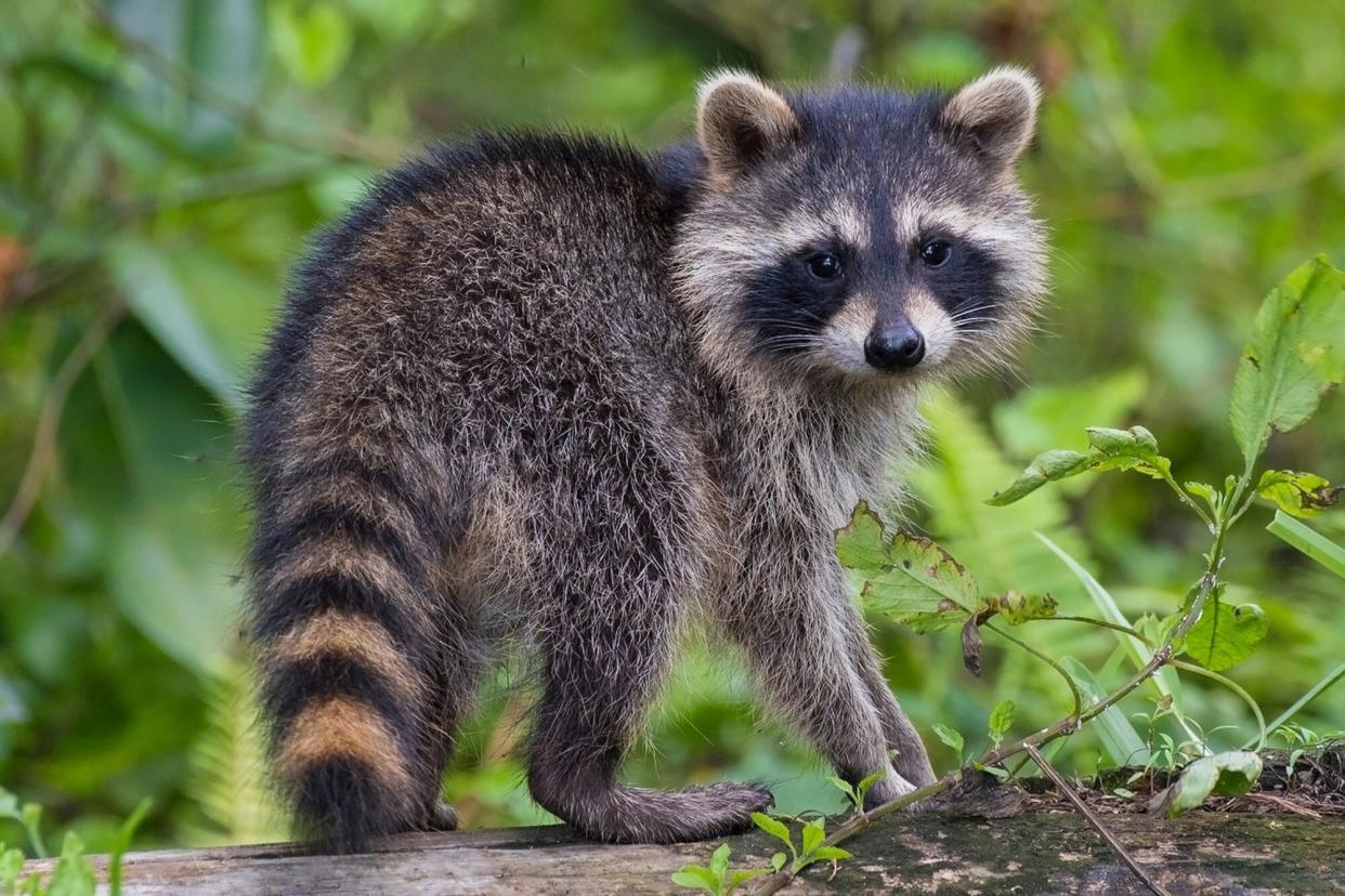 baby raccoon standing on log