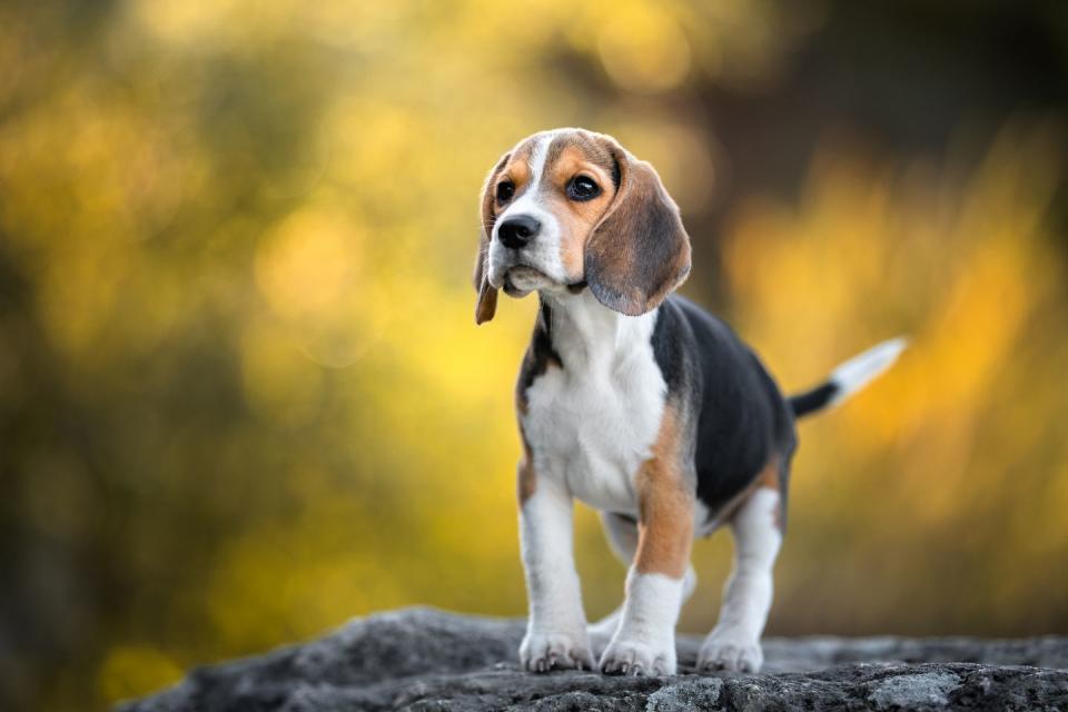 dogs that can be left alone beagle