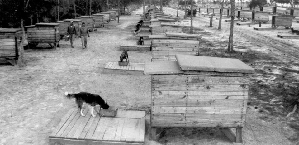 Military dog kennels on Cat Island during World War II.