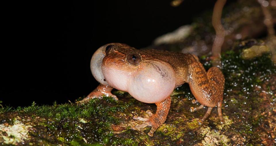 A male Bombay night frog calls from a fallen tree trunk.