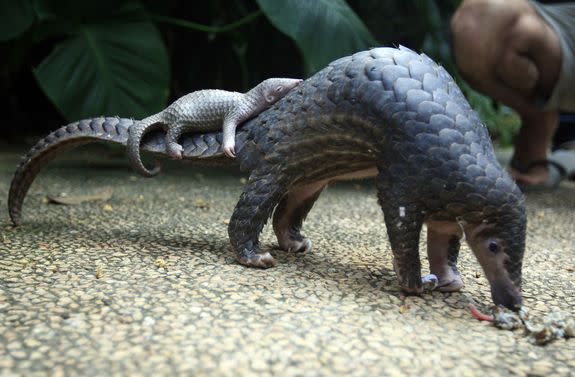A pangolin carries its baby at a Bali zoo in Bali, Indonesia.