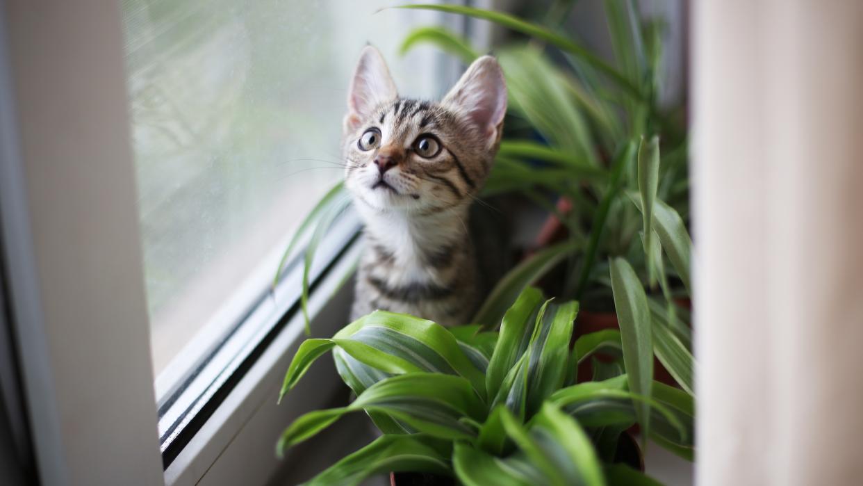  pet-safe house plants 