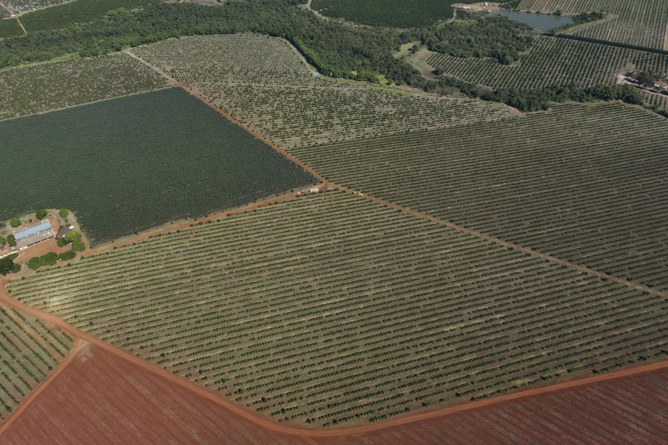 An orange plantation lies in Mogi Guacu, Brazil, Thursday, June 13, 2024. Brazil, the world's largest exporter of orange juice, has been affected by heatwaves, a lack of rainfall and an increase in citrus greening bacteria. (AP Photo/Andre Penner)