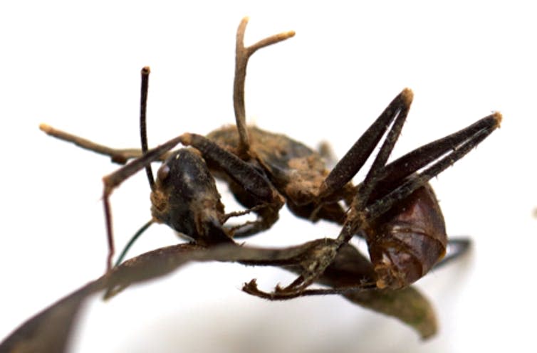 <span class="caption">Cordyceps infected ant from Sabah, Borneo, Malaysia.</span> <span class="attribution"><span class="source">Gino Brignoli</span>, <span class="license">Author provided</span></span>