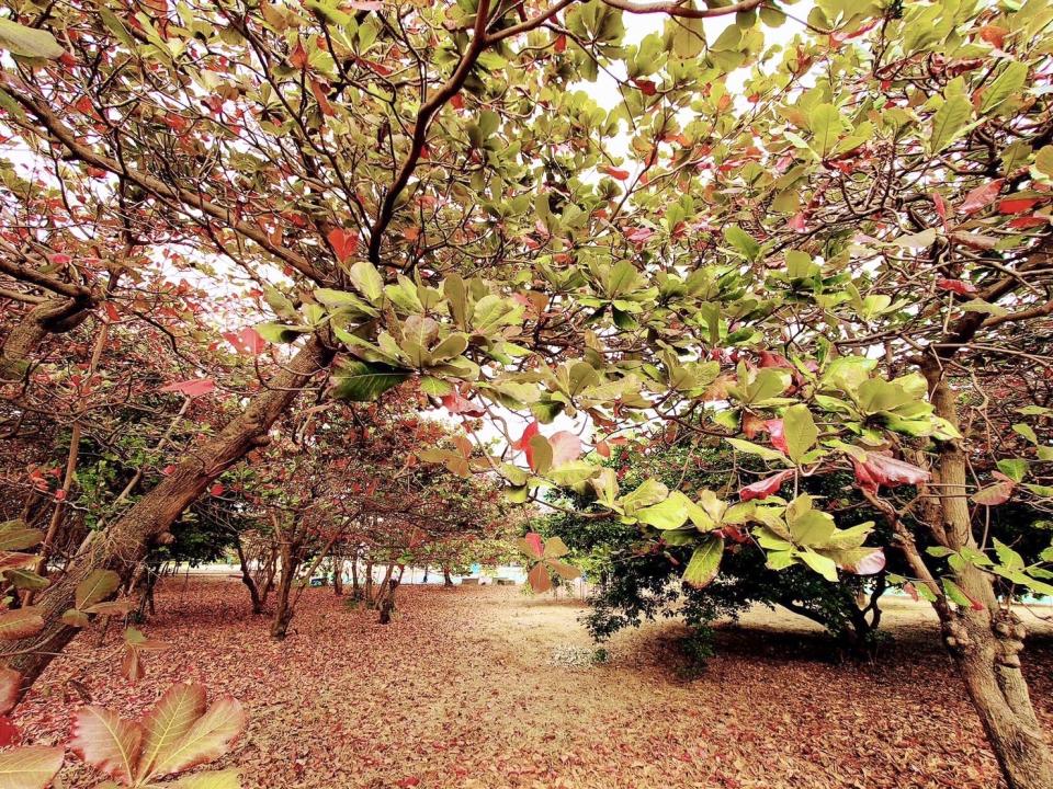 中芸國中大片欖仁樹美不勝收。   圖：高雄市中芸國中/提供