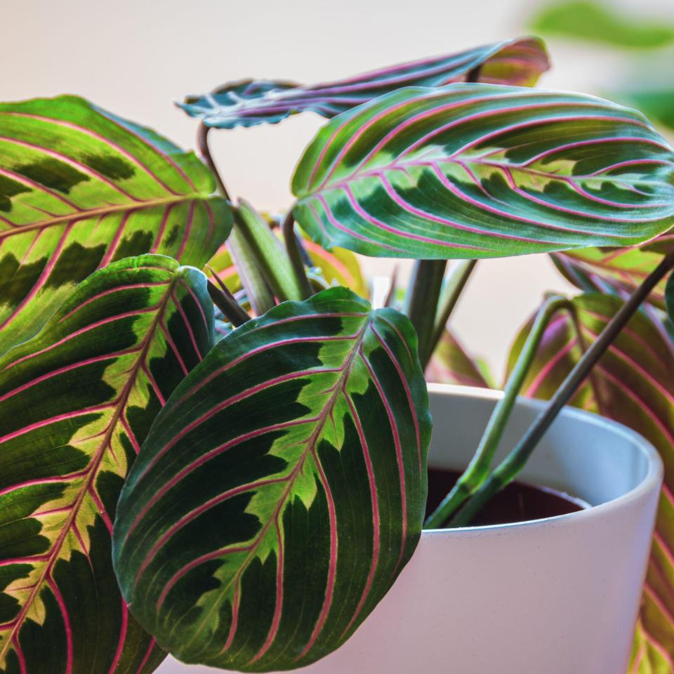 Close-up on a prayer plant (maranta leuconeura var erythroneura) in white pot in a sunny urban apartment