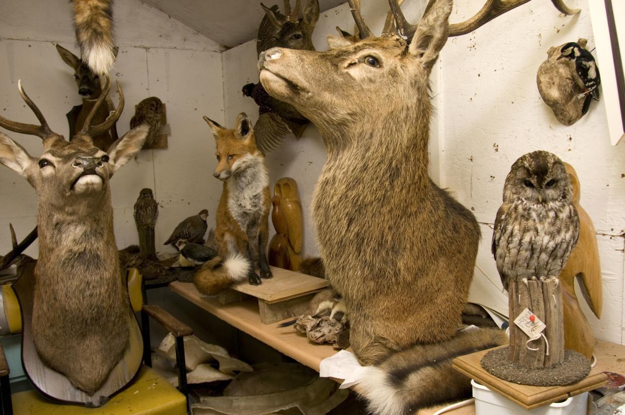 Taxidermists workshop displaying deer, fox and birds