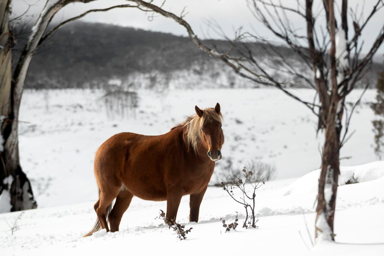 brown horse standing in snow, facing camera