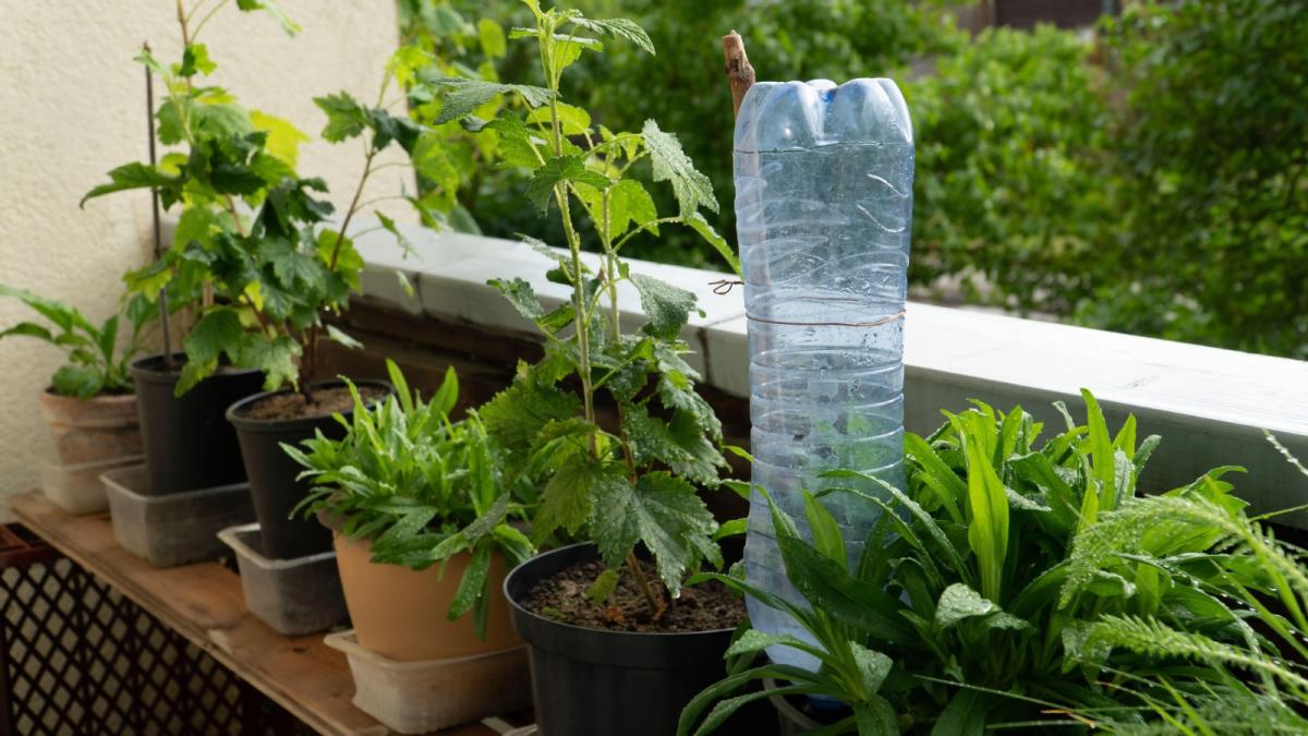 Olla pots: the low-tech solution to garden irrigation