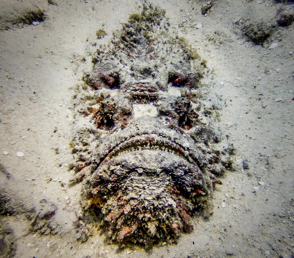 A camouflaged stonefish partially buried in sand underwater, with a distinguishable sad face-like appearance
