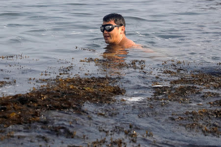 Chef Bun Lai of Miya's Sushi dives for seaweed which he will use at his restaurant in New Haven, Connecticut, U.S., August 27, 2018. REUTERS/Shannon Stapleton