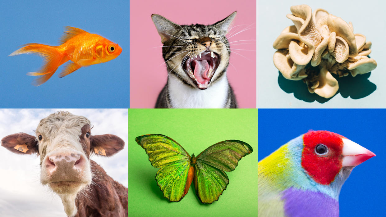  A collage of a goldfish, house cat, mushroom, cow, butterfly, and bird. 