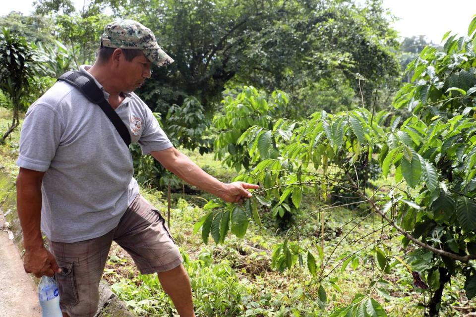 Un hombre trabaja en una plantación de café este miércoles en la ciudad de Tapachula, en Chiapas. / A man works at a coffee plantation near Tapachula, Chiapas.