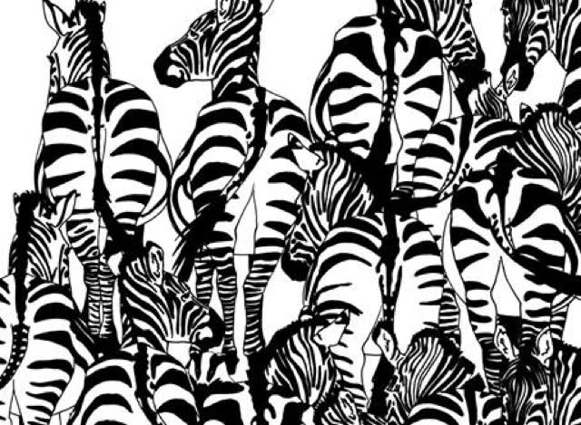 Can you spot the badger hiding in this zebra picture?