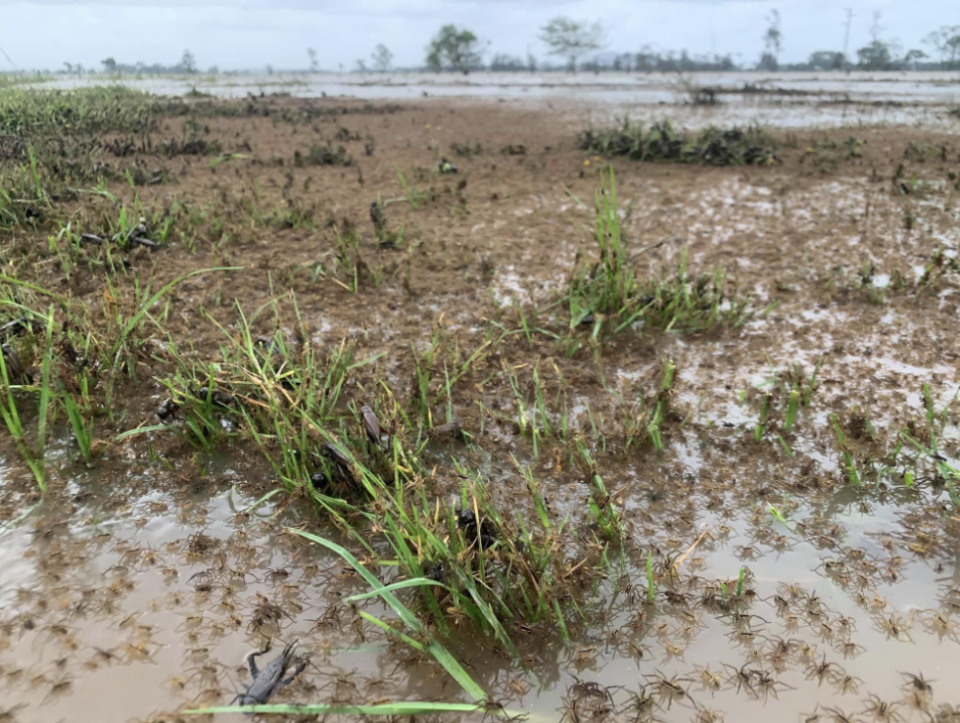 thousands of spiders on the ground