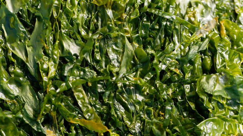 Close-up of fresh sea lettuce