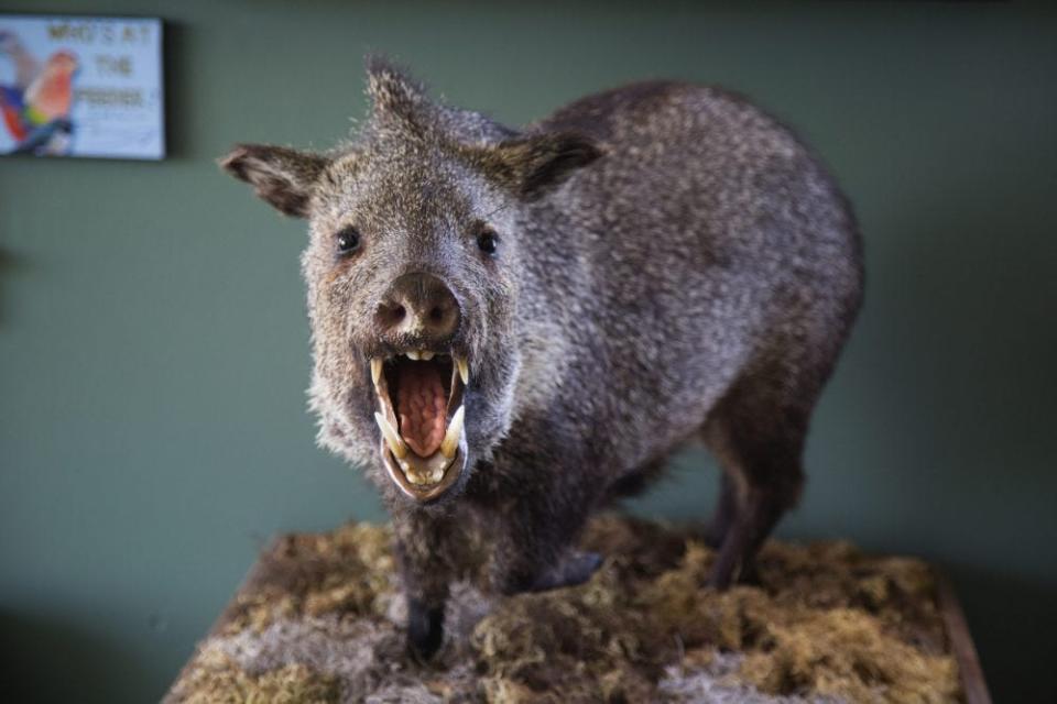 The collared peccary, or javelina, is considered an iconic Texas mammal, but it arrived here relatively recently.