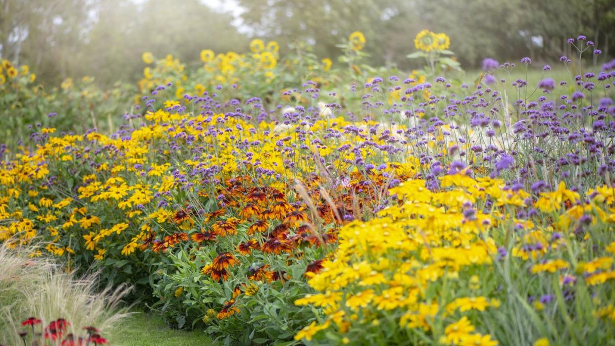 beautiful summer herbaceous border