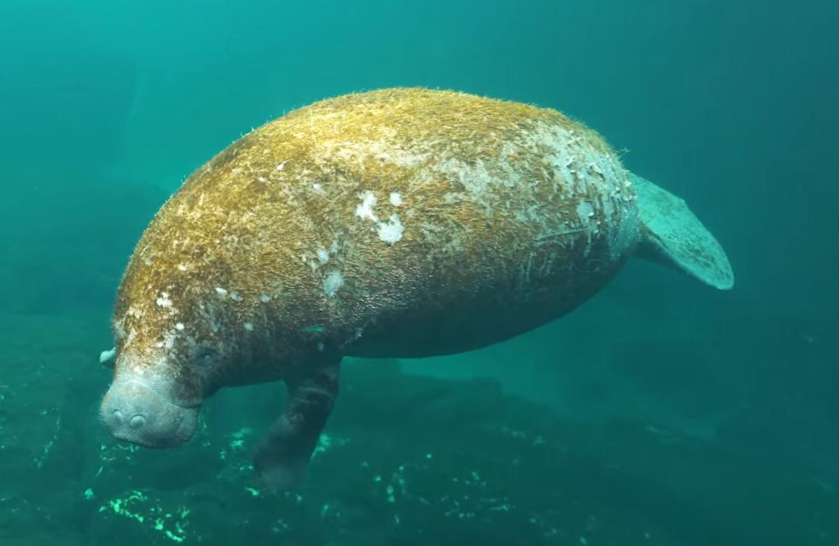 Manatees discovered in an underwater cave system in Mexico