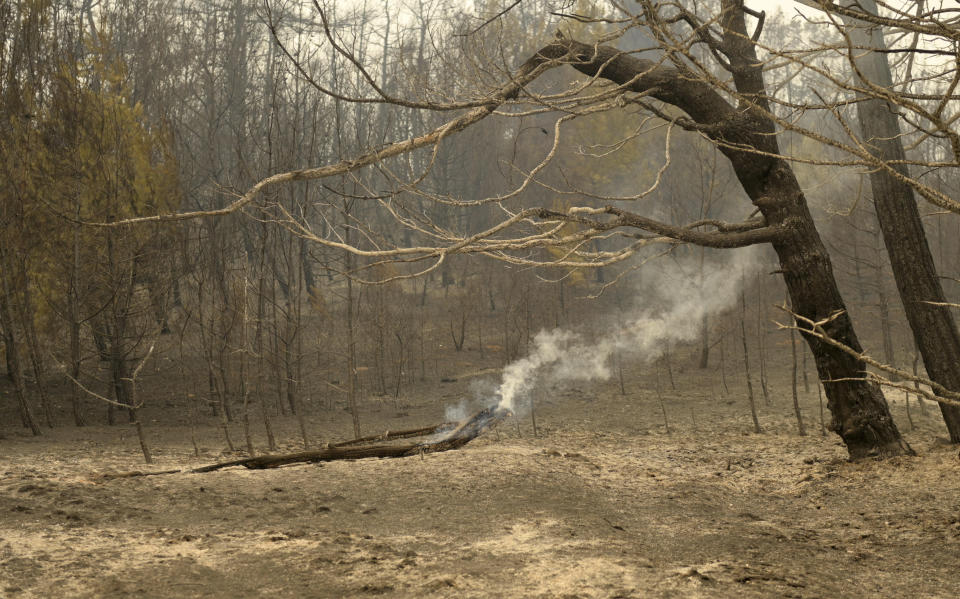 Smoke rises from a burnt tree during a wildfire in Giannouli village, in the northeastern Evros region, Greece, Thursday, Aug. 31, 2023. Greek authorities have further reinforced firefighting forces in the country's northeast, where a massive blaze in its thirteenth day has flared up once more, triggering authorities to issue alerts to residents in the area to be on standby for possible evacuation. (e-evros.gr via AP)