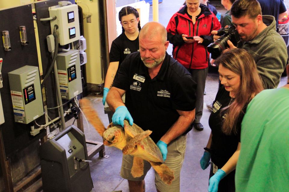 Volunteer Phillip Falkner carries a loggerhead turtle Jan. 2 at Wonders of Wildlife.