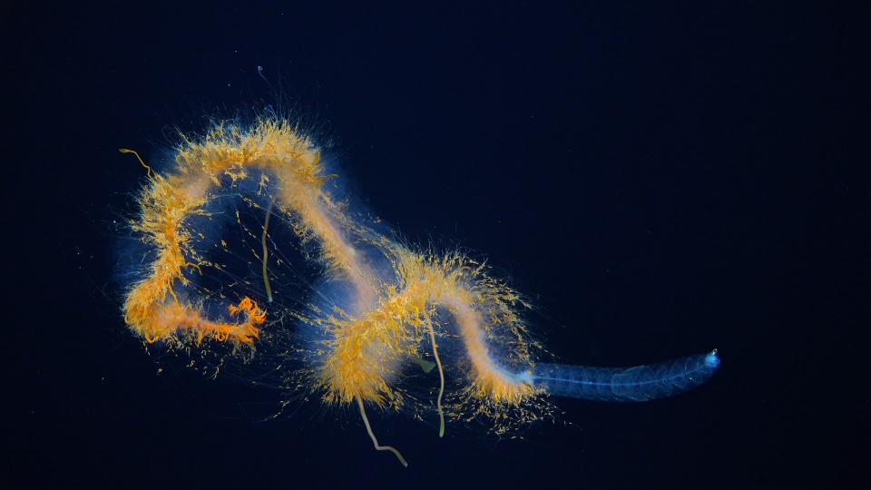 A galaxy siphonophore spotted off the coast of Chile.