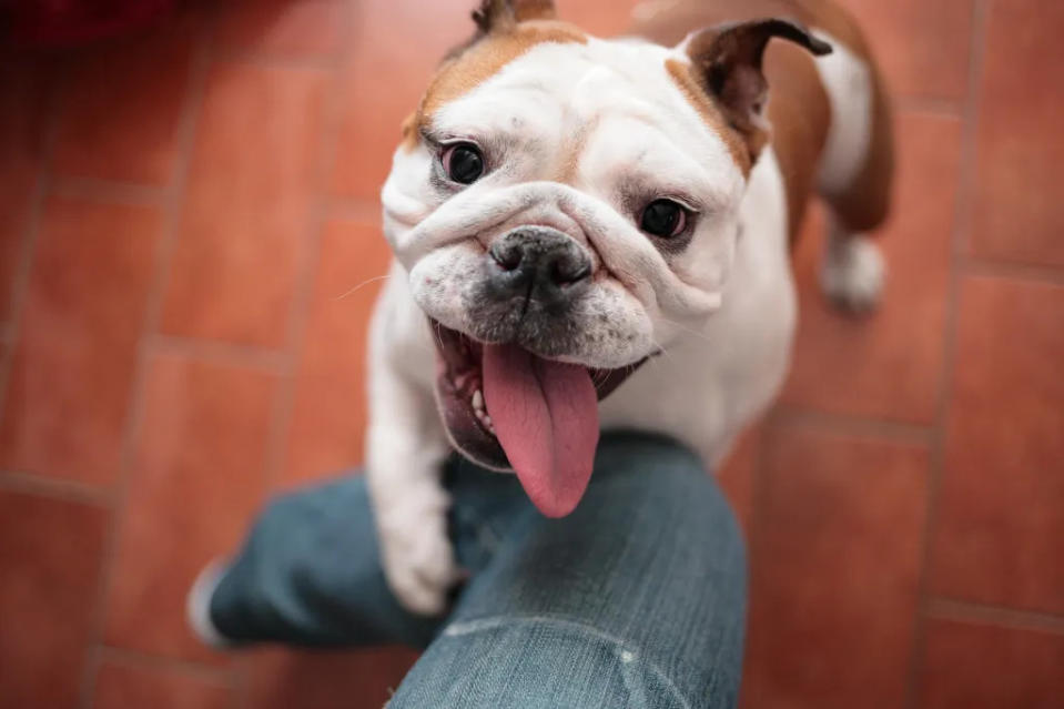 Bulldog clinging to owner’s leg.