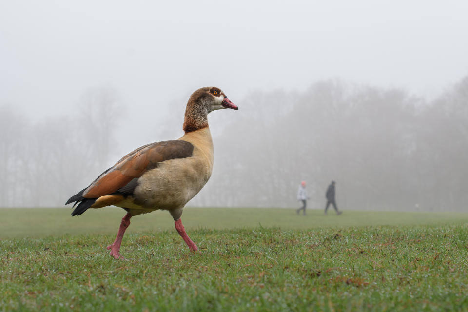 Foggy weather on Hampstead Heath in north London.  Picture date: Monday December 28, 2020. Photo credit should read:  Matt Crossick/Empics