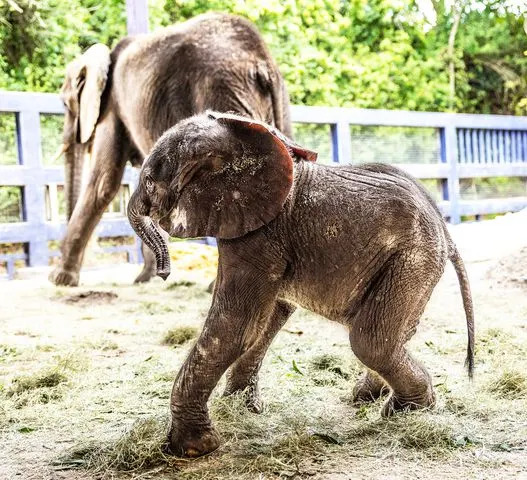 <p>Olga Thompson/Disney</p> Corra, the youngest African elephant at Walt Disney World's Animal Kingdom