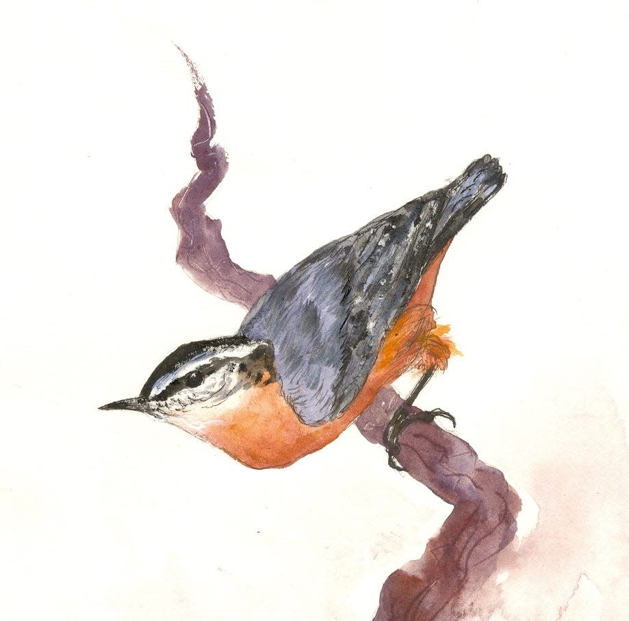 Red-breasted Nuthatch