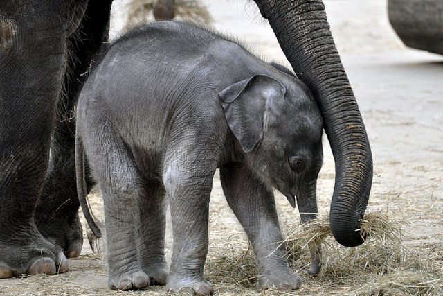 Adorable Baby Elephant