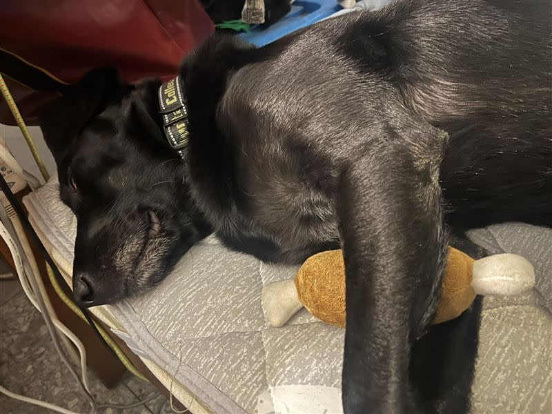 搜救犬Emma抱著「雞腿玩具」休息。（圖／翻攝自Tyfd-K9桃園搜救犬隊）
