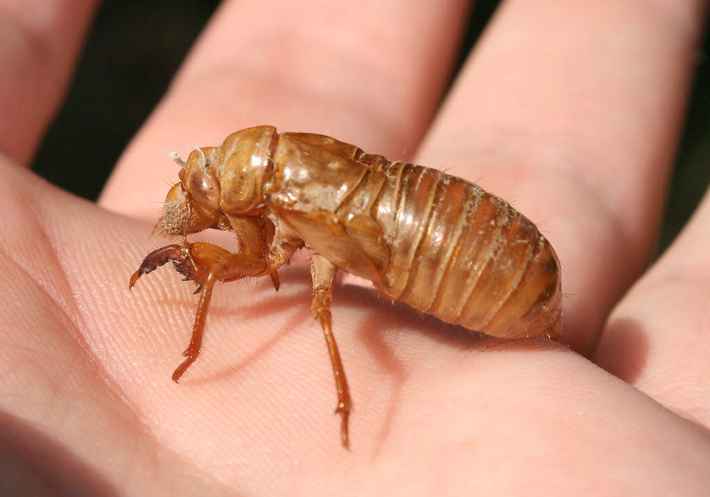 A cicada nymph shell left behind after the winged adult emerges.