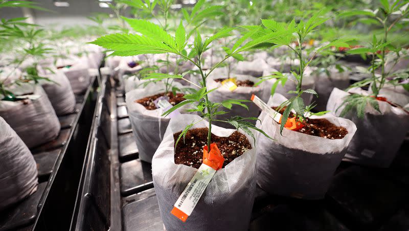 Cannabis plants are pictured at the Dragonfly Wellness Grow Facility in Moroni on Friday, April 28, 2023. Utah is one of 38 states that have approved medical use of marijuana, while 23 states allow recreational use.