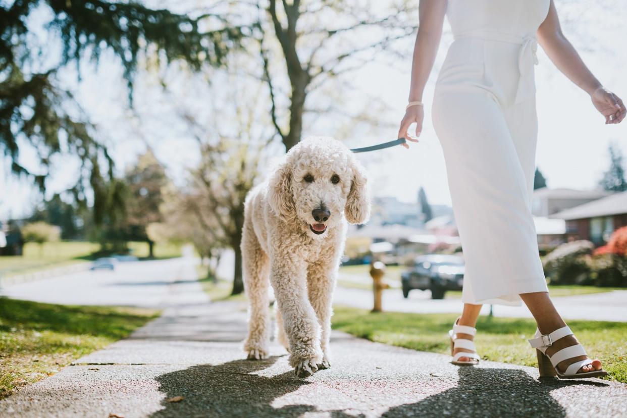 woman walking her big breed dog in her neighborhood for a quick spin