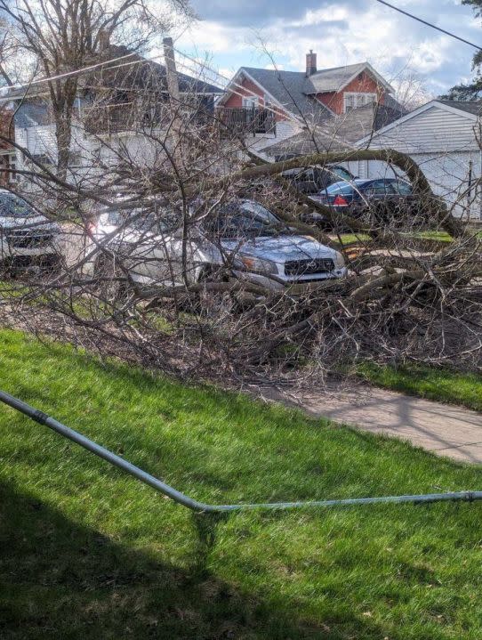 A downed tree in Wyoming on April 12, 2024. (Courtesy Mallory Szymczak)