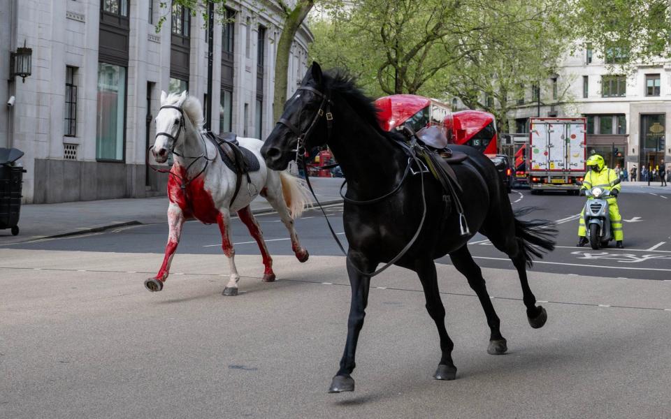 The two horses are seen running through morning traffic on The Strand and up past Aldwych