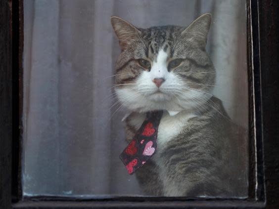 Julian Assange’s cat sits behind a window at Ecuador’s embassy in London (Reuters)