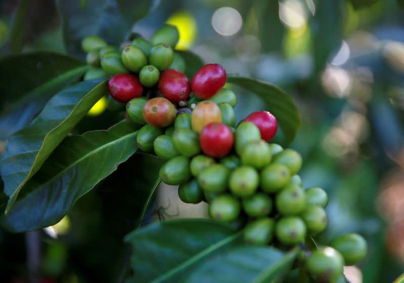 FILE PHOTO: Arabica coffee cherries are seen on tree at a plantation near Pangalengan, West Java