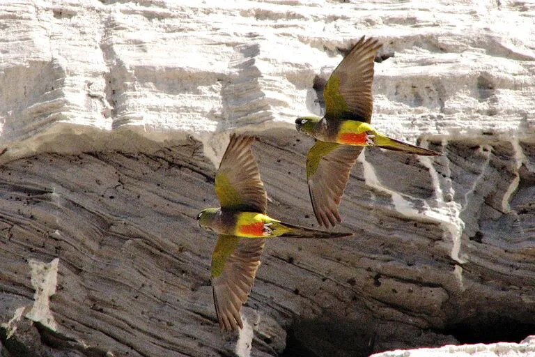 En el lugar, se contabilizaron 37.000 nidos activos de loros