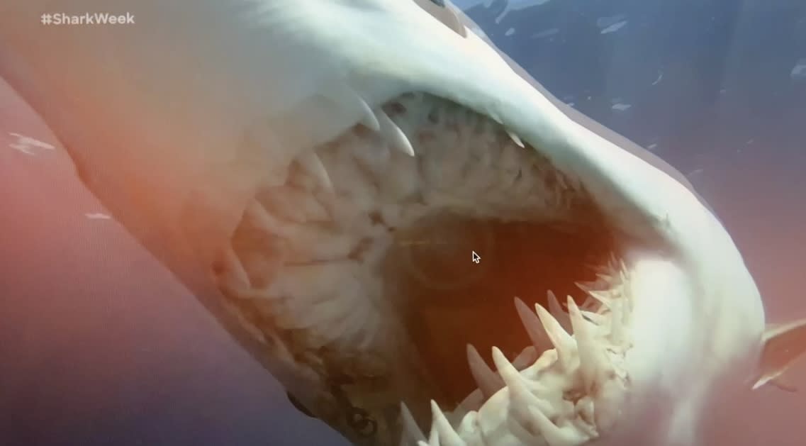 Big sharks are hunted by even bigger ones in 'Monsters of the Bermuda Triangle.'
