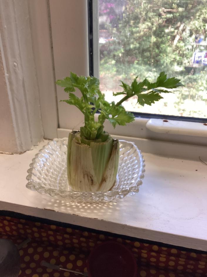 The base of celery roots in a sunny windowsill.