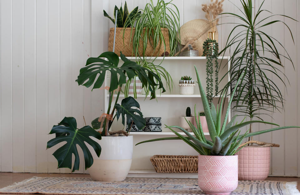 12 plantes d’intérieur faciles à entretenir