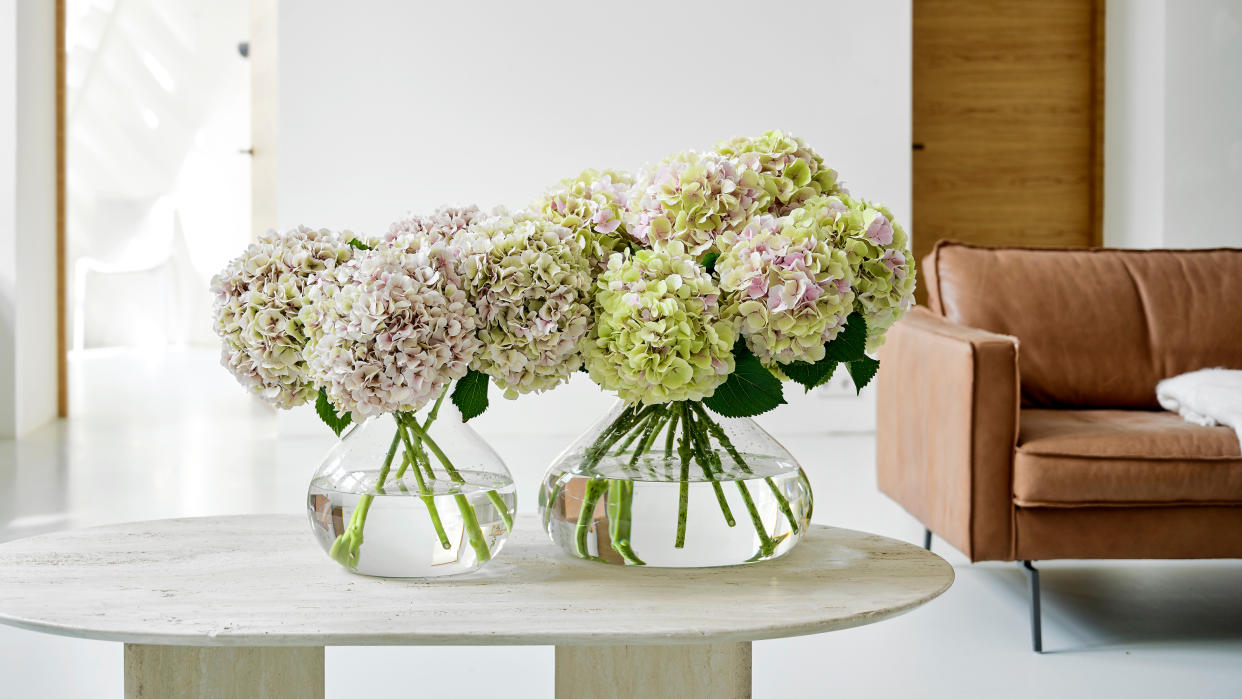  Hydrangeas in a vase. 